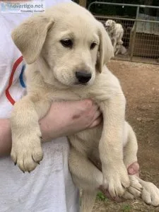 Large Breed Puppies