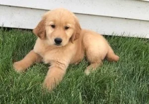Golden Retriever Puppies for Sale