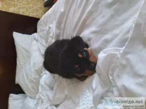 Rottweiler puppy