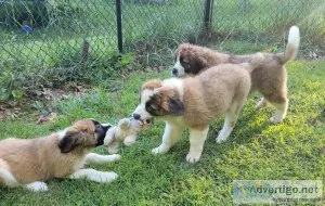 We have a litter of AKC Saint Bernard puppies ready to go