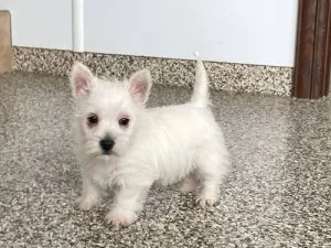 your best friend West Highland White Terrier PUPPIES