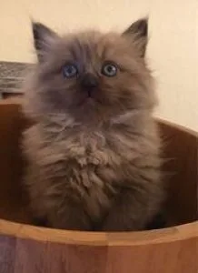 Ragamuffin Kitten For Sale