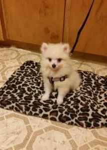 Pomeranian Puppies for Sale