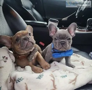 French Bulldog puppies