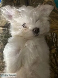 sweetest Maltese boy and looking for his forever home.