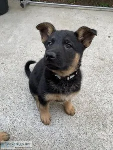 German Shepard Puppies