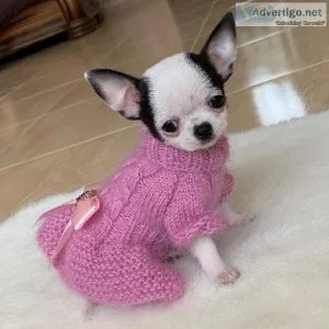 Cutest chihuahua puppies