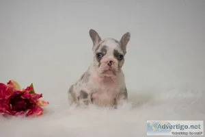 Marla French Bulldog