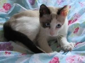 GCCF Registered Snowshoe Kittens
