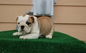 English Bulldog Puppies for Sale