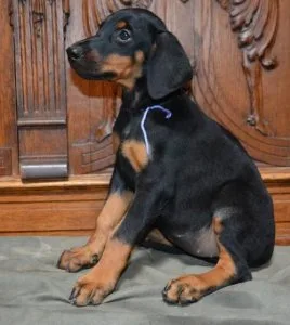 Doberman Pinscher Puppies for Sale