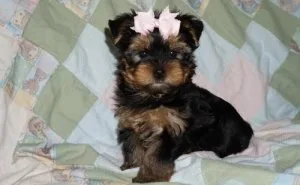 Yorkshire Terrier Puppies for Sale