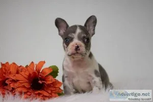 Ryan French Bulldog