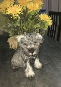 Beautiful Miniature Schnauzer Puppies
