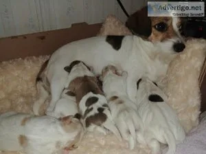 Sweet Jack Chion pups
