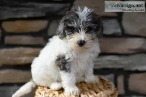 Rose Schnoodle