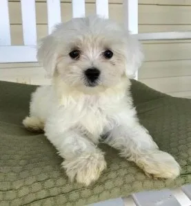 Maltese Puppies for Sale