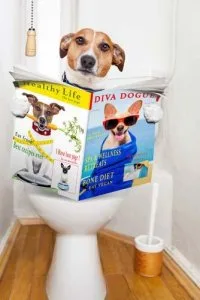 Dog Potty Training