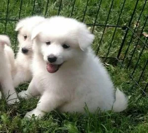 American Eskimo Dog Puppies for Sale