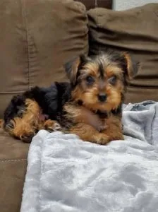 Endless Love From A Yorkie Puppy