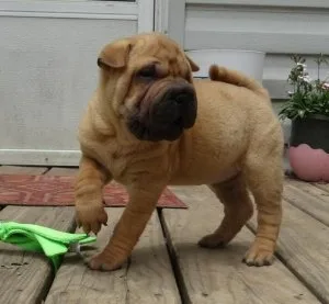 Chinese Shar-Pei Puppies for Sale