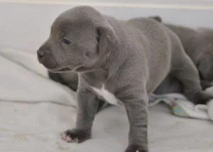 Staffordshire Bull Terrier Puppies for Sale