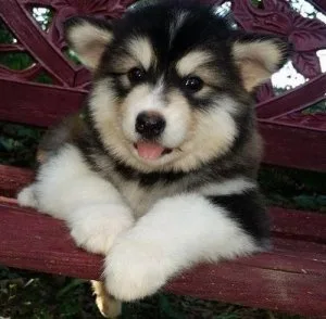 Akc Reg Alaskan Malamute Puppies for Sale