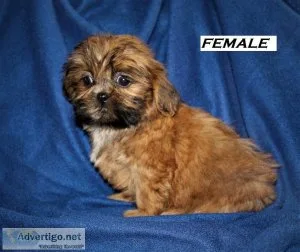 Sweet and Sassy Shih Tzu Puppies