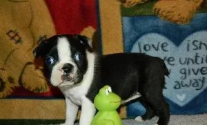 Boston Terrier Puppies for Sale