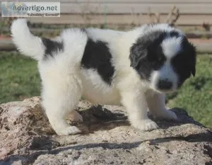 it is a pleasure to meet you. Newfoundland Puppies