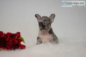 Kyle French Bulldog