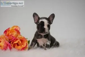 Lou Ann French Bulldog