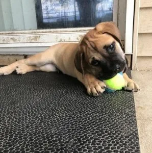 Bullmastiff Puppies for Sale
