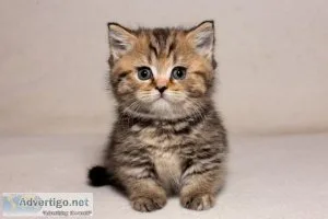 CFA Munchkin Kitten Available now