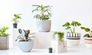 Benefits of using fabric pots for your plants