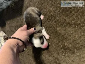 Reg. Brindle corgis