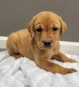Labrador Retriever Puppies Looking For Good Homes