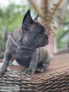 French Bulldog puppies AKC