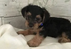 Yorki Poo Puppies for Sale
