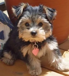 Miniature Yorkshire Terriers Puppies Ready