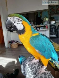 Exotic Bird for Sale
