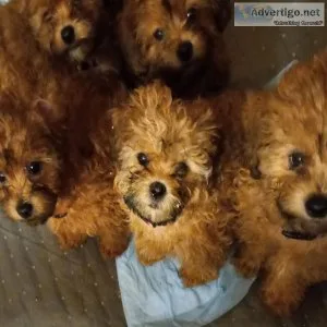 5 female shihpoo puppies for sale