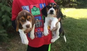 Beagle Puppies for Sale