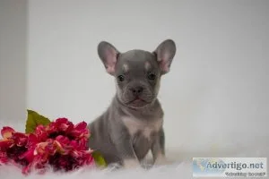 Kelly French Bulldog