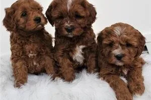 HGGHGD Hermoso Cavapoo en venta