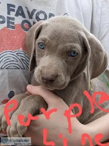 Ready to go Home with you Weimaraners