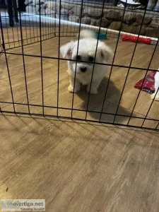 Morkies