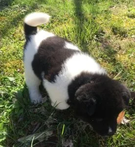 Both Cute Akita Puppies for Sale