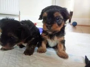 Yorkie puppies available