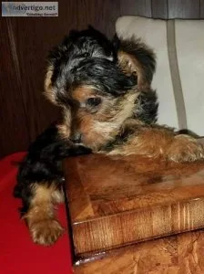 Female Teacup Yorkshire Terrier Puppy For Sale